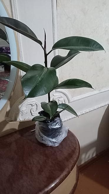 2 otaq: Otaq bitkiləri – Şefflera (Schefflera arboricola) və Fikus elastika - — 3