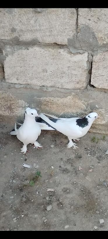 goyercin taklalar: Göy boynugüllülər Kekilli erkey kekilsiz mayası Hazır cütdülər — 2