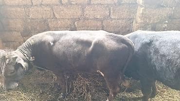 ov itleri satilir: Saxlanmali mallardi ancaq cacap 0505314161 — 3
