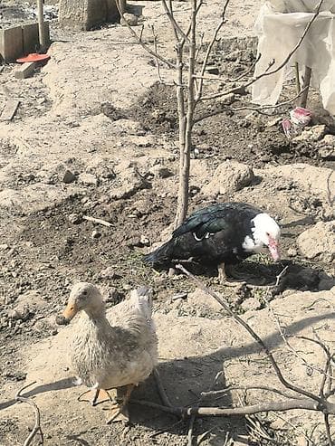 Quşlar: Muscovy ördəkləri (indo-ördəklər) – müxtəlif rənglərdə Təsvir: - — 4