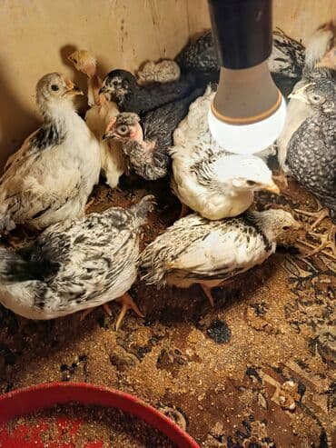 yerli cins inekler: Toyuq cücələri, Ətlik, Ünvandan götürmə — 5