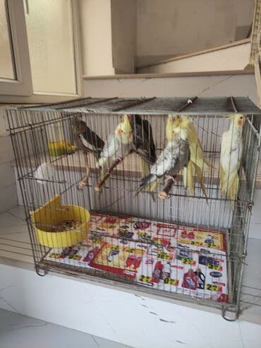попугай жако купить в баку: Qəfəs quslar — 16