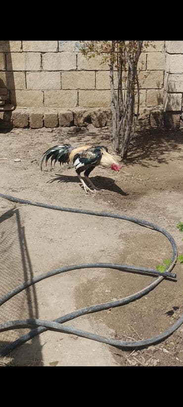 Hinduşka: Xoruz, Heyratı, il: 1, Ünvandan götürmə — 4