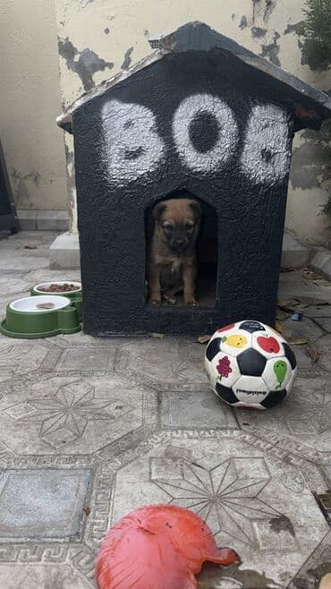 it cinsləri: Balaca it balası - Cins/type: qarışıq (şirin balaca küçüyə bənzər) - — 9