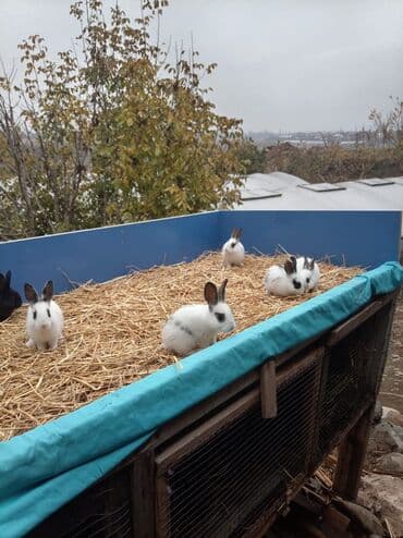 Грызуны: Məhsul: Dekorativ ev dovşanları (bir neçə rəng və naxışda) Təsvir: - — 6