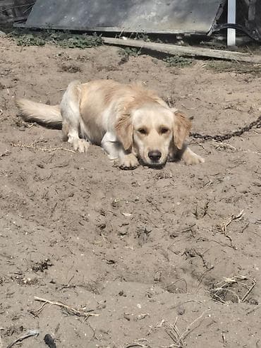 Digər heyvanlar: Retriever — 5