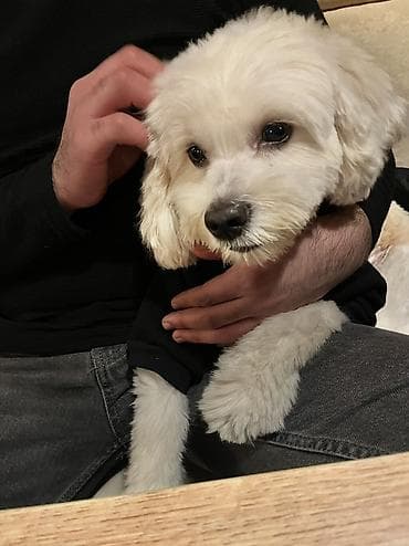 Собаки: Пудель, 4 года, Самец, Для вязки — 3