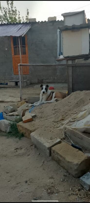 alman çoban köpeği: Alman çoban iti, 4 ay, Dişi, Ünvandan götürmə — 2