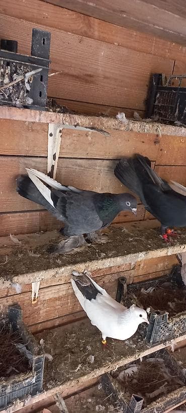 qus sesi: 15 manat mayadi — 4