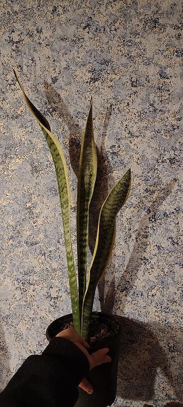 plastik baklar: Sansevieria (Qaynanadili) – saksı bitkisi - Növləi: Sansevieria — 1