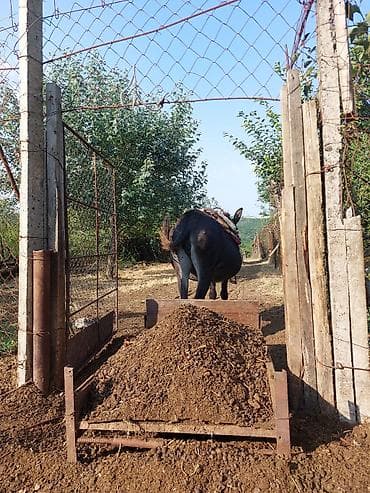 Eşşək – işlək kənd təsərrüfatı heyvanı - Nəqliyyat və yükləmə üçün lalafo.az -da Eşşək – işlək kənd təsərrüfatı heyvanı - Nəqliyyat və yükləmə üçün