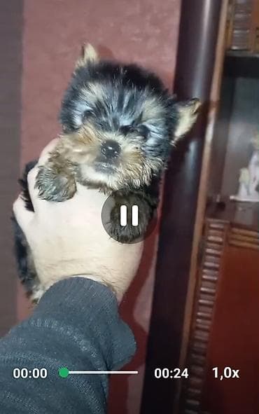 ov bicaqlarin satisi: Yorkşir bala saglamdı erkek 1dene qalıb — 1