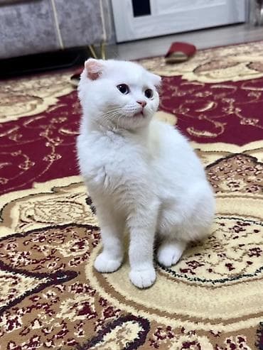 Şotland yastı qulaq, Dişi