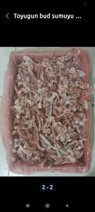 магазин собак в баку: Акита-ину, 1 месяц, Самец — 2