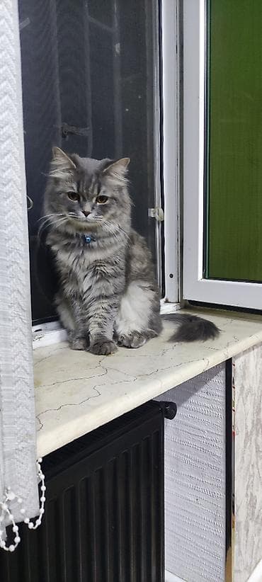 husky satilir: Sibir, Erkək, Yaxşı əllərə, Pulsuz çatdırılma — 1