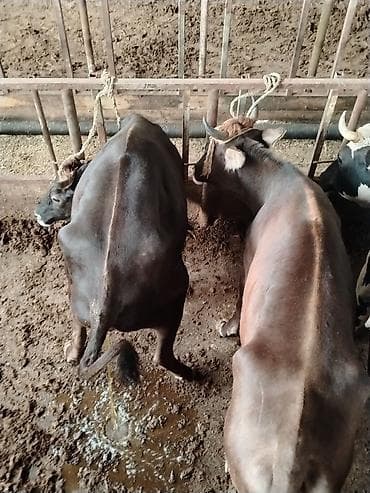 inəylər: Salam aleykum qardaşlar mallarımız maşallah olsun super mallardı — 10