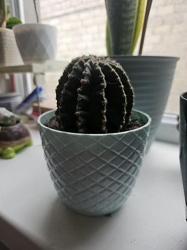 agac sekilleri: Sukulent və kaktus kolleksiyası – kiçik saksılarda Tərkib: - Crassula — 2