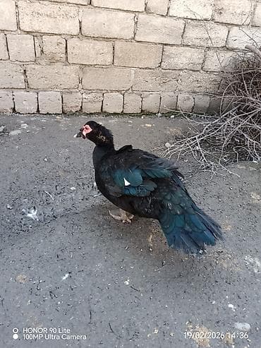 Yemlər: Erkək, Damazlıq, Ödənişli çatdırılma — 3