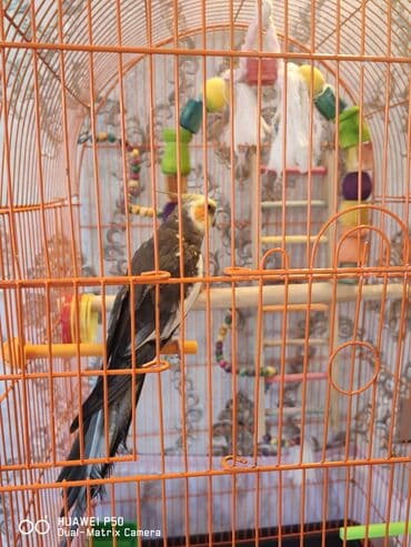 Quşlar: Danışan Korella Qəfəs və aksesuarlarla bir yerdə satılır. Mahnılar — 5