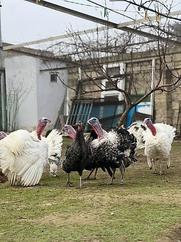 K/t heyvanları üçün mallar: Erkək, Damazlıq — 1