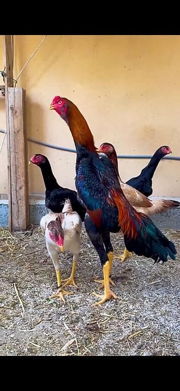 brama cücə: O shamo 5 toyuq 1 xoruz — 2