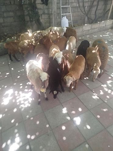cins piwikler: Qoyun və quzu sürüsü - Rəng çeşidi: ağ, qəhvəyi, qara və qarışıq — 1