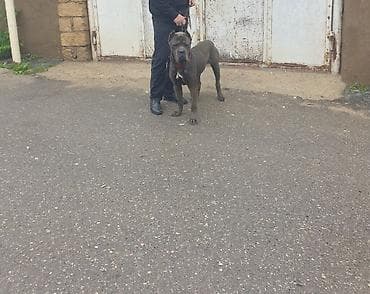 черный терьер купить щенка: Кане-корсо, 1 год, Самец — 2