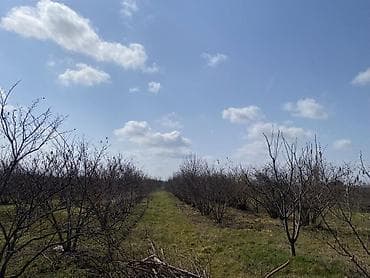 tap az çoban isi: 30 sot, Kənd təsərrüfatı, Kupça (Çıxarış), Bələdiyyə — 1