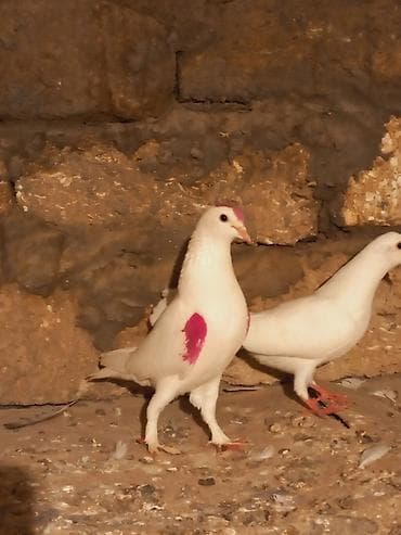 drakon goyərcin: Salam mayadi hundu ayagdi hal hazirda balasida var — 2