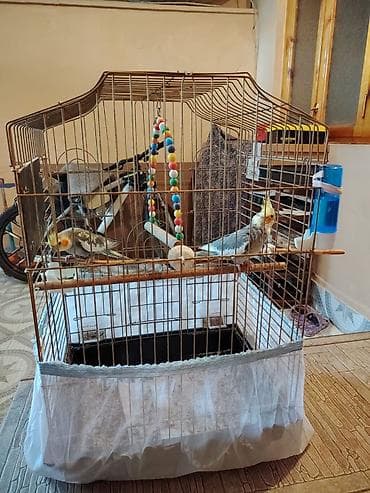 korella qus: Nimfa (cockatiel) cütü və qəfəslə birlikdə komplekt. - 2 ədəd nimfa — 2