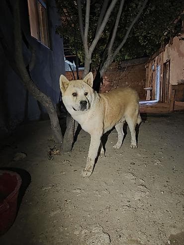barter itlə: Akita-inu, 2 il — 1