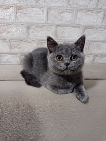 Şotland, Erkək, Yaxşı əllərə, Ödənişli çatdırılma