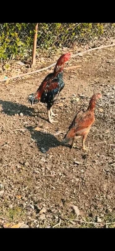 yaponka xoruzlar: Məhsul: Uzunboyun, möhkəm ayaqlı, sərt bədən quruluşlu döyüş tipli — 7