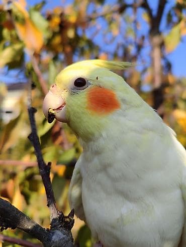 hesterxan qusu: Erkək Karella satılır adı Ori di 7 aylıq quşdu ələ çiyinə başa rahat — 7