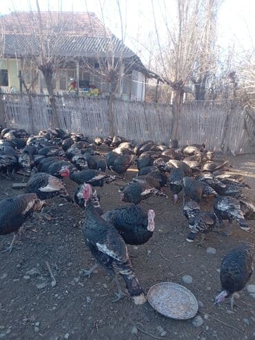 Atlar: Məhsul: Hind quşları (qara rəngli, xüsusi təbii bəsləmə) Təsvir: - — 7