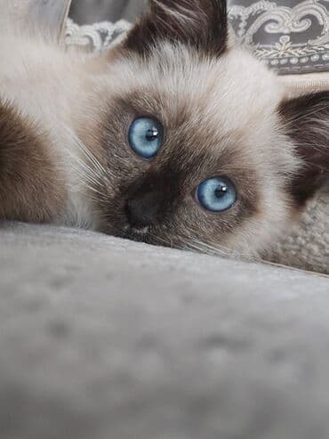 Gəmiricilər: Siam, Erkək, Yaxşı əllərə — 2