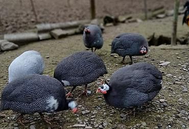 Firəng quşlarının mayalı yumurtası satılır.Bir ədədinin qiyməti 0.80