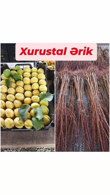 green pharma baku: Məhsul: Şəxsi tingçilik təsərrüfatında yetişdirilən meyvə tingləri — 5