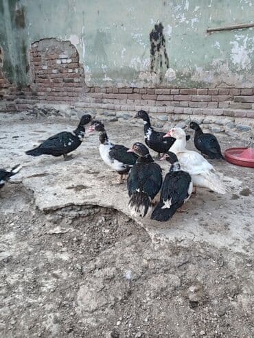 Satılır 20 azn — 3