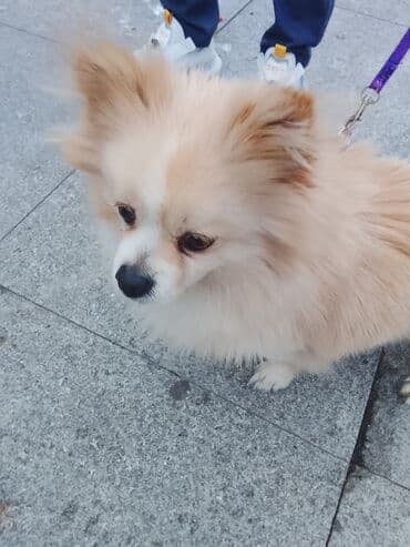 Brilliance: Şpitz — 3