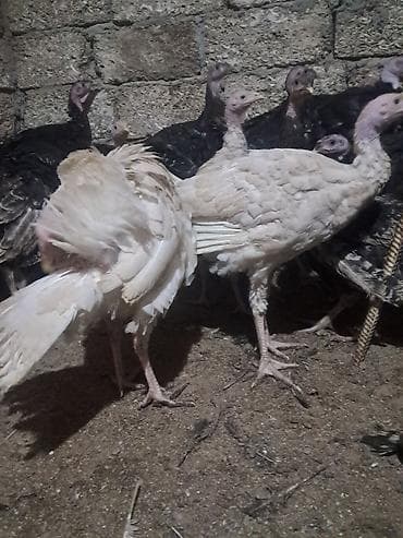 dişi quzu: Dişi, Ətlik — 2