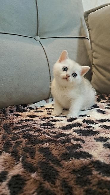 шиншилла: Шиншилла — 5