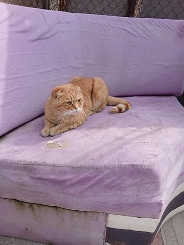 С/х животные и товары: Сиамская, Самец, В добрые руки, Платная доставка — 6