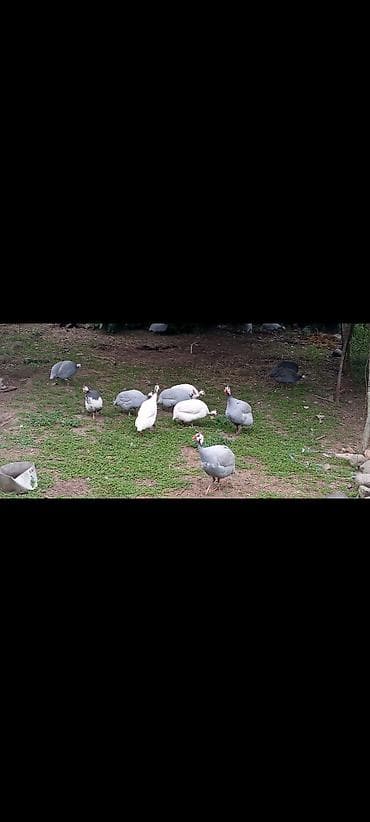 cins inək: Toyuq, Damazlıq — 3