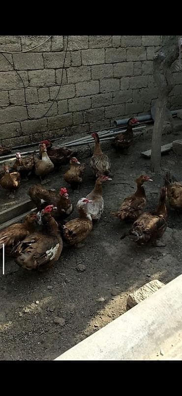 ordek satisi: Krasnadar və lavanta sortu lal ördəy yumurtaları Tam mayalı və iri — 3