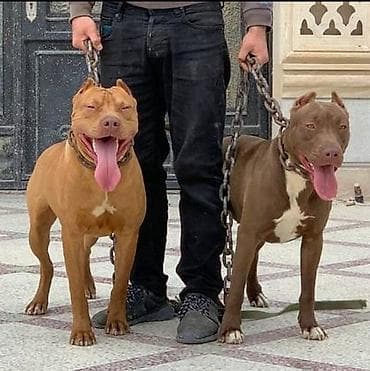 Pitbul, 1 ay, Ödənişli çatdırılma