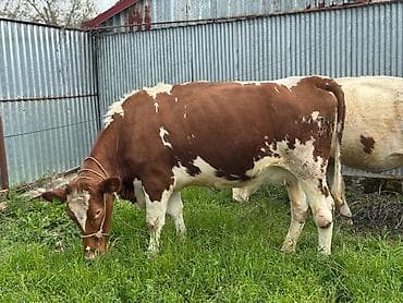 Digər kənd təsərrüfatı heyvanları: Heyvanlar 2ci və 3cü balaya 7aylıq boğazdır. Təmiz qan Smentaldır. Çox — 2