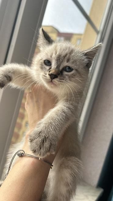 Pişiklər: Siam, Dişi, Yaxşı əllərə, Pulsuz çatdırılma — 5