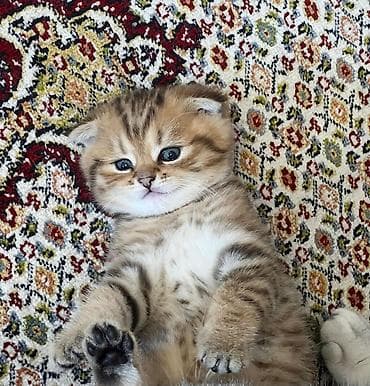 Şotland, Erkək, Dişi, Yaxşı əllərə, Ünvandan götürmə, Pulsuz çatdırılma, Ödənişli çatdırılma