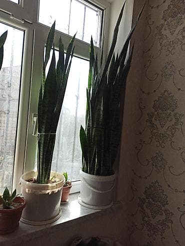 Bitki dərmanları: İç məkan üçün dekorativ otaq bitkiləri qiymətləri 5-50 manat - — 3